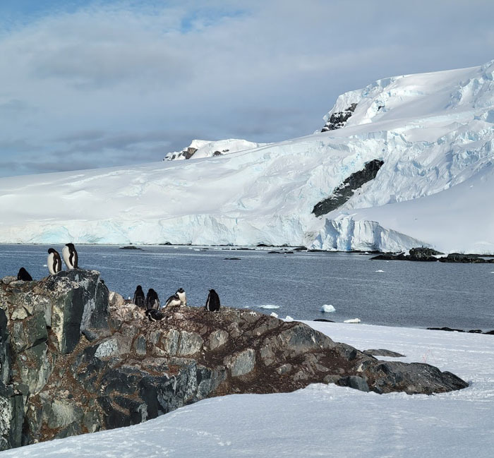 Multiple penguins standing on a rock formation in the foreground of a vast landscape that includes the ocean and snowcapped mountains.