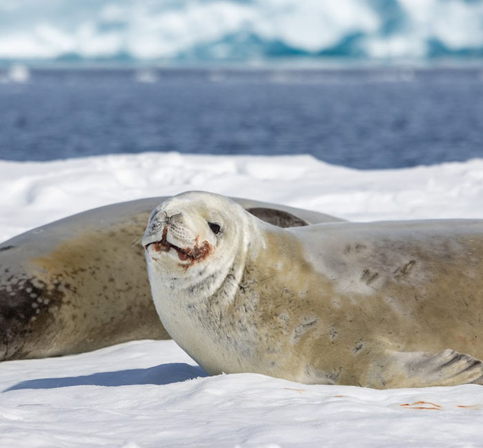Cream and tan colored crabeater seal in the arctic laying on the snow and ice looking at the camera. An additional seal is in the background along with the ocean.